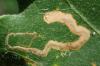 Stigmella sp.